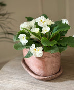 Oval Planter