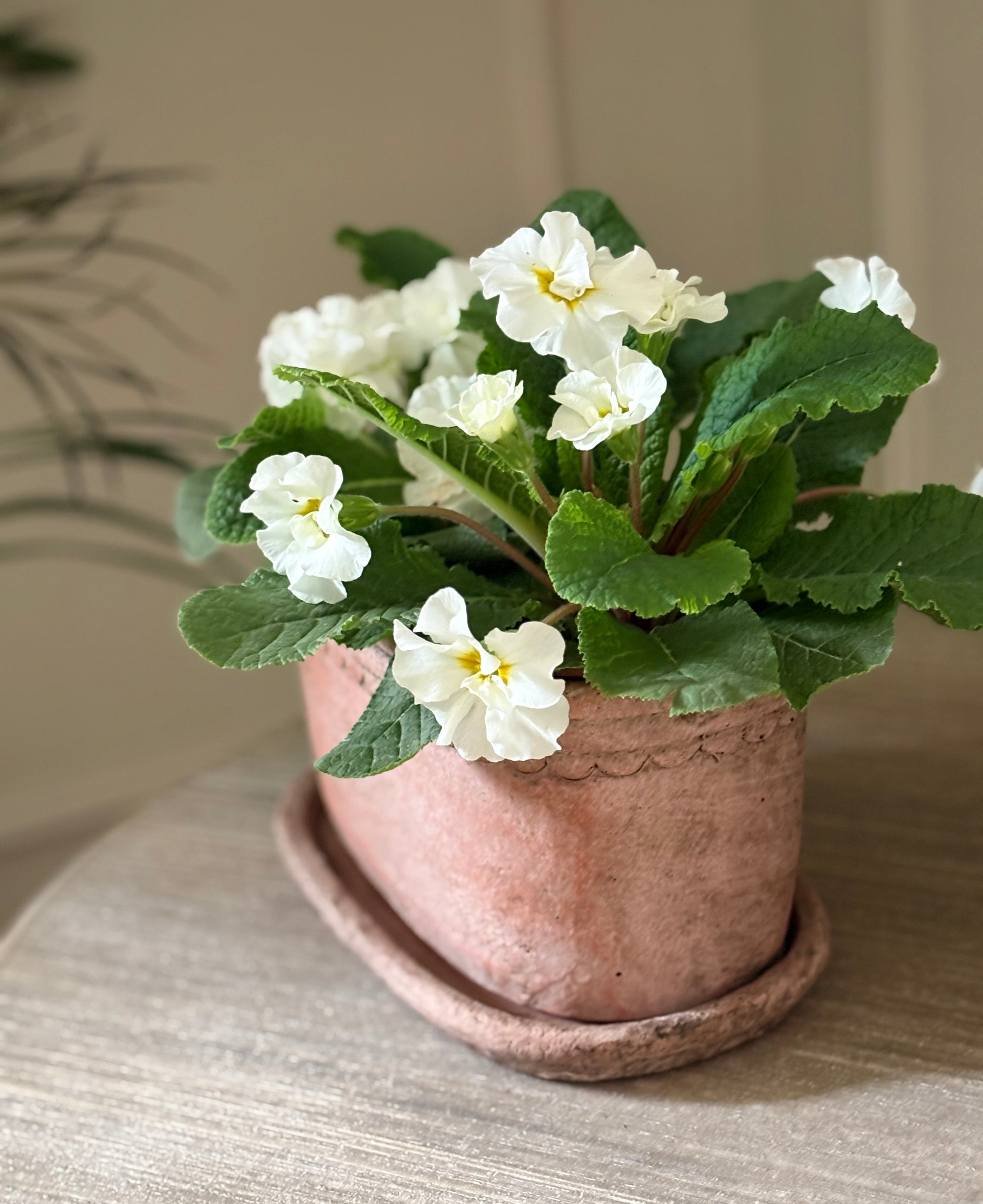 Oval Planter