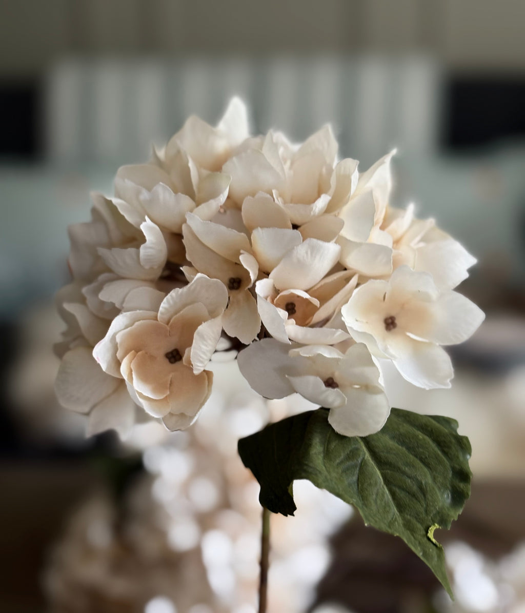 Soft Cream Hydrangea