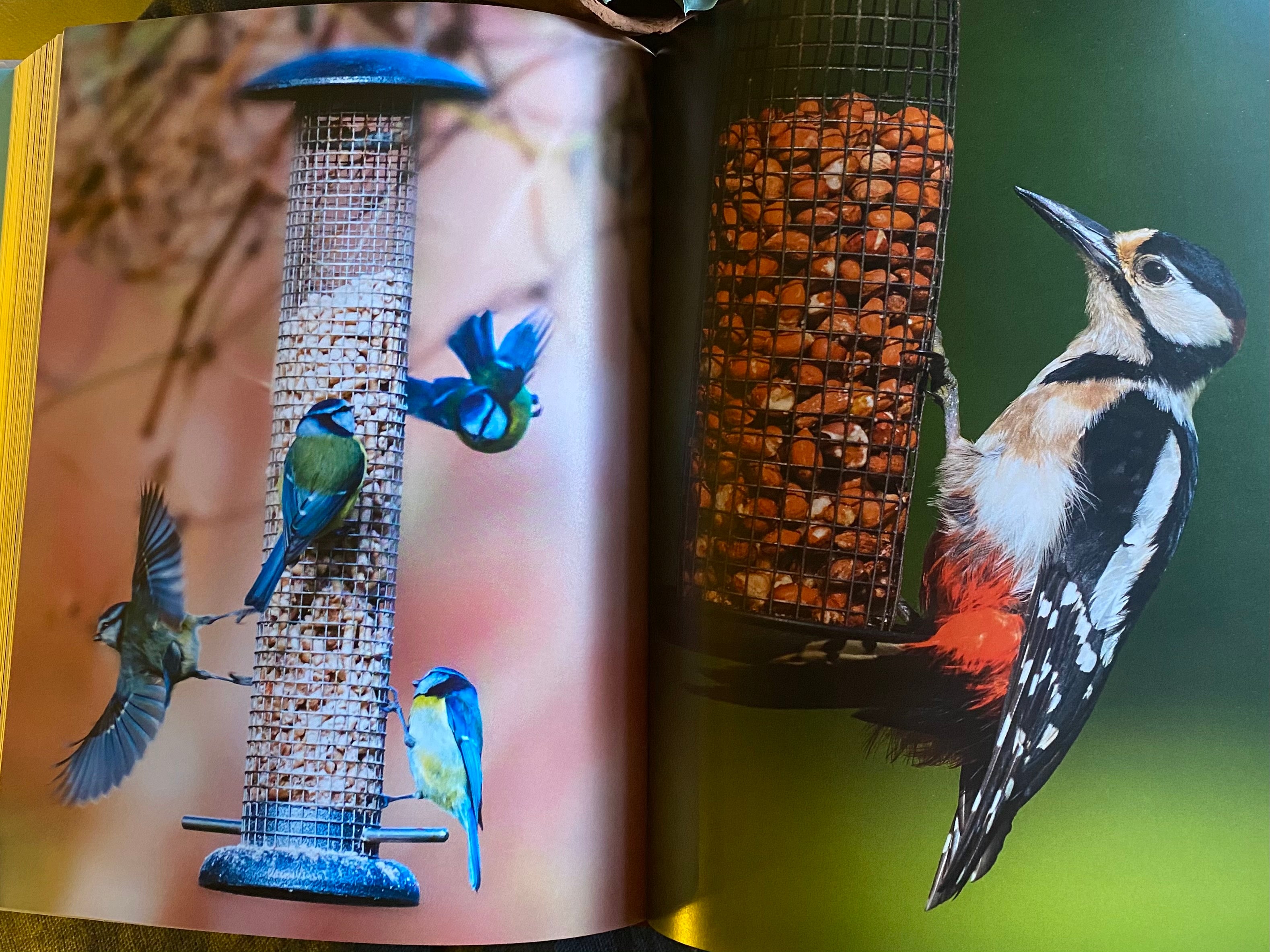 Collins Harper Bird Watching Bible
